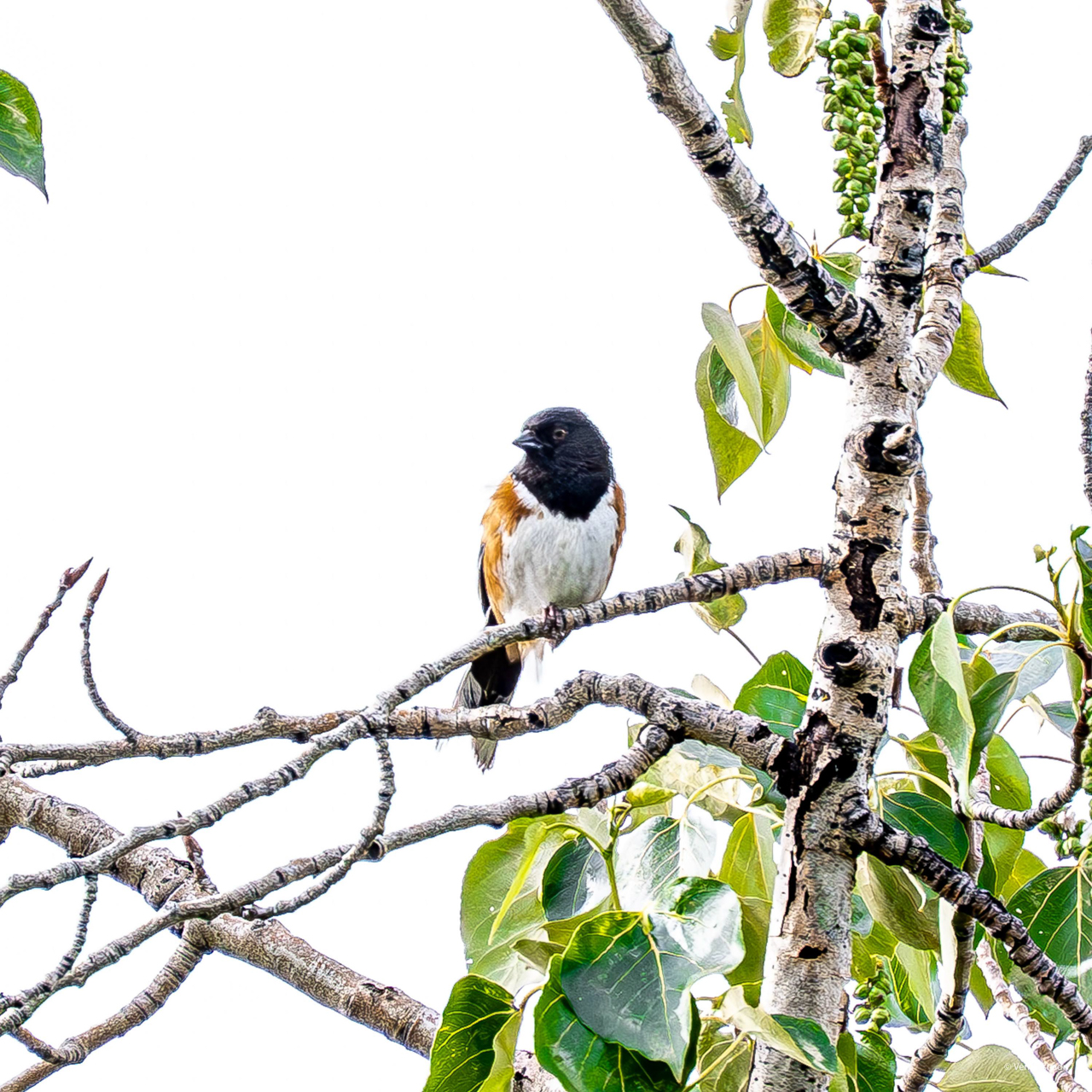Spotted Towhee