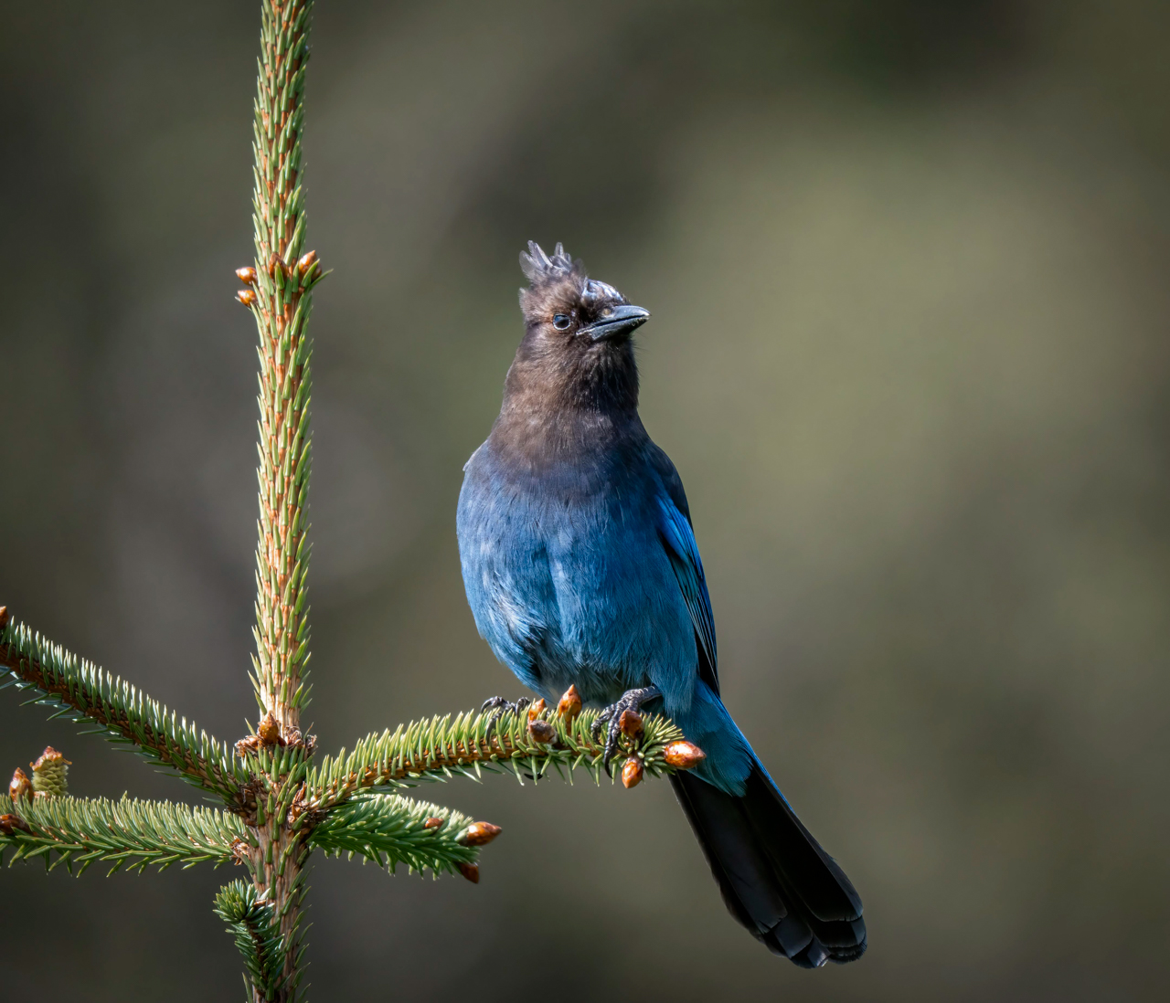 Stellar's Jay