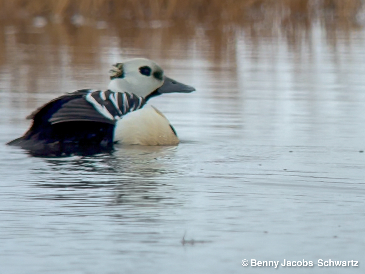 Steller's Eider