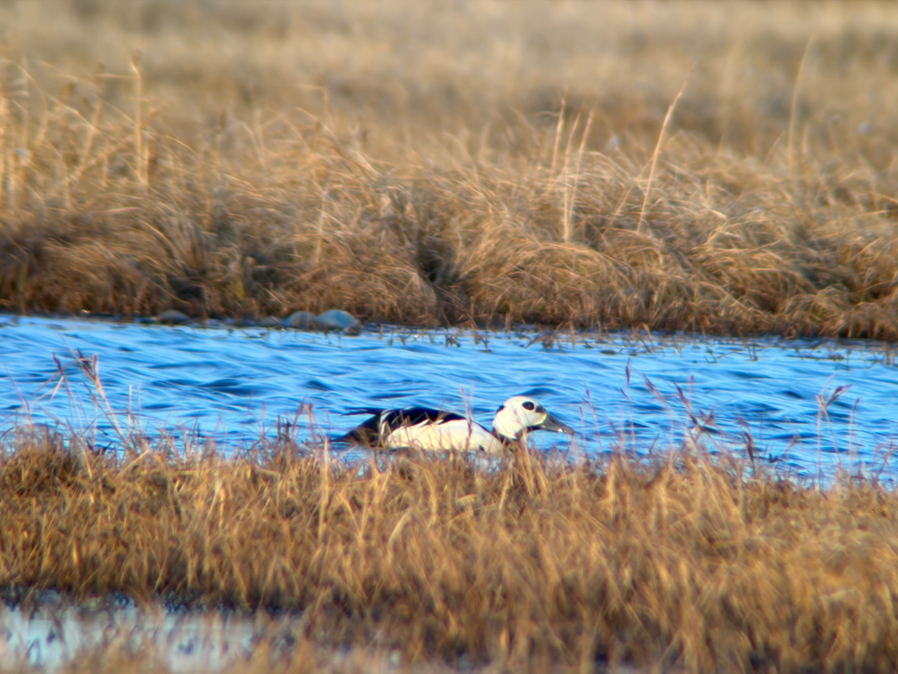 Steller's Eider