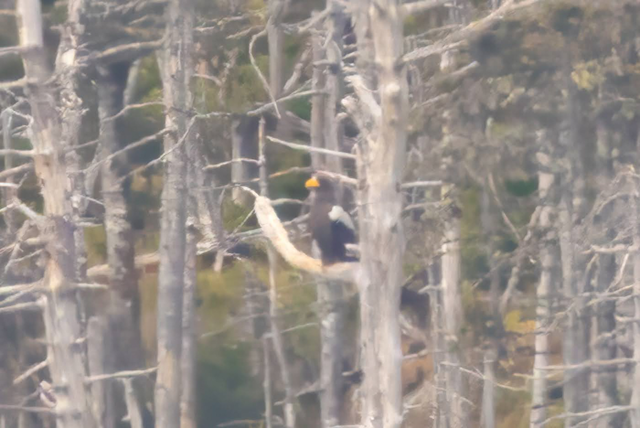 Steller's Sea Eagle