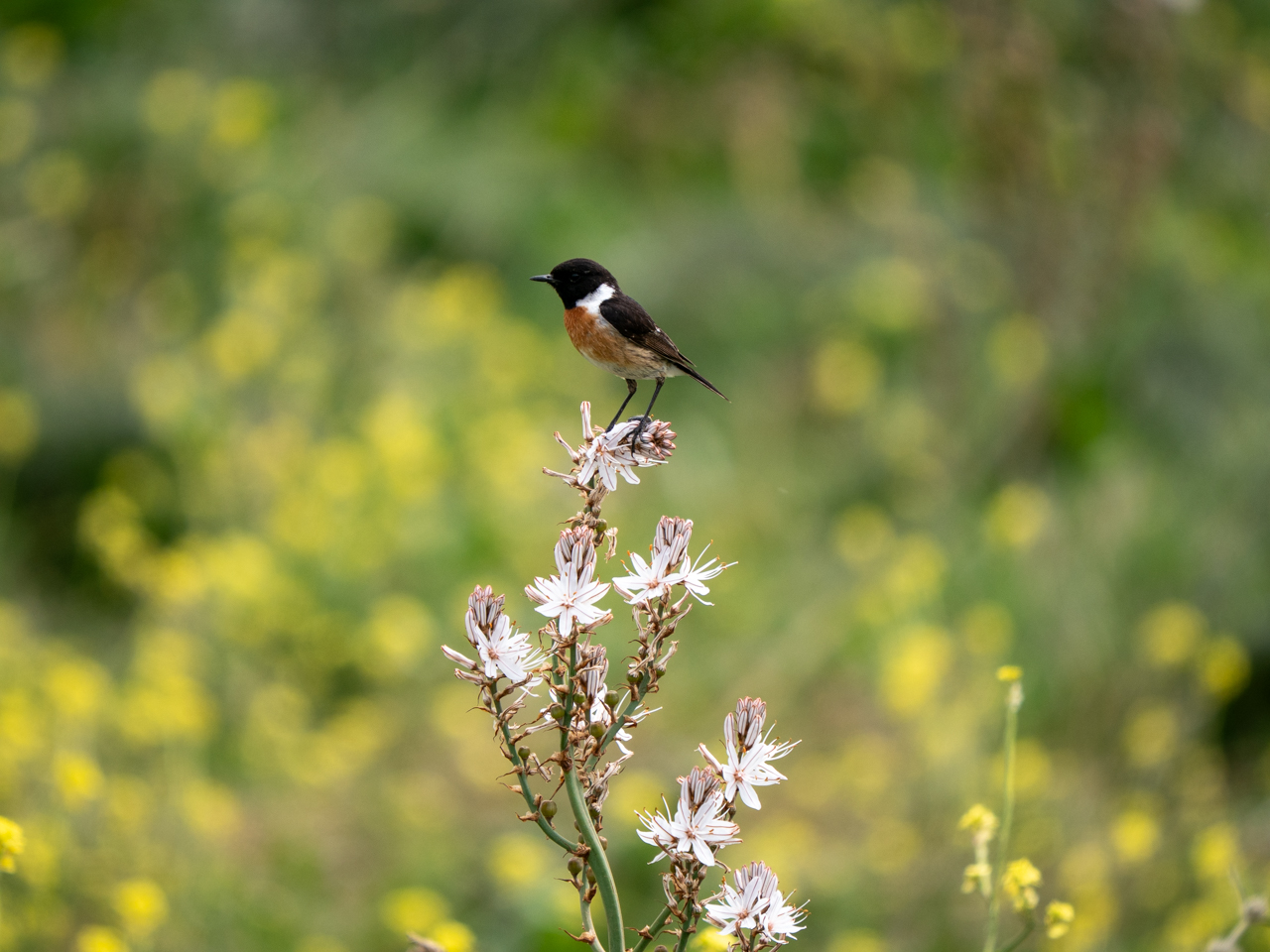 Stonechat
