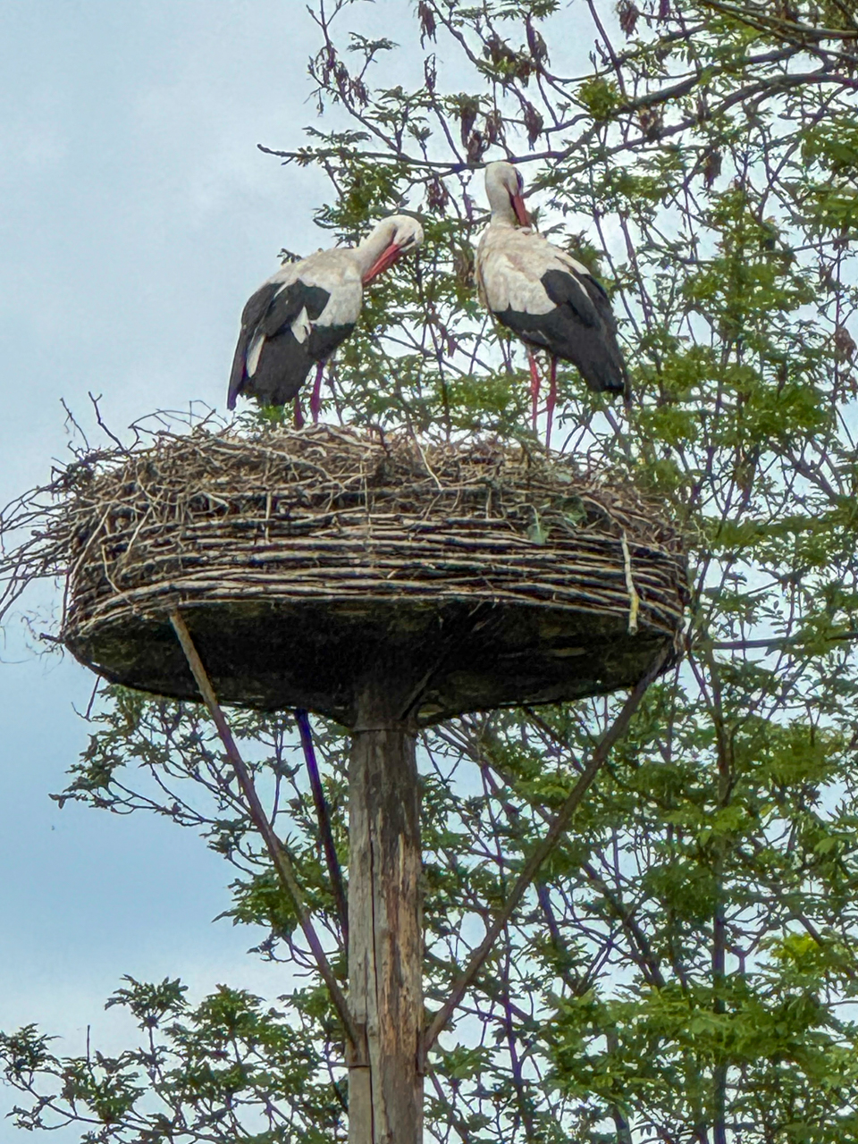 Storks