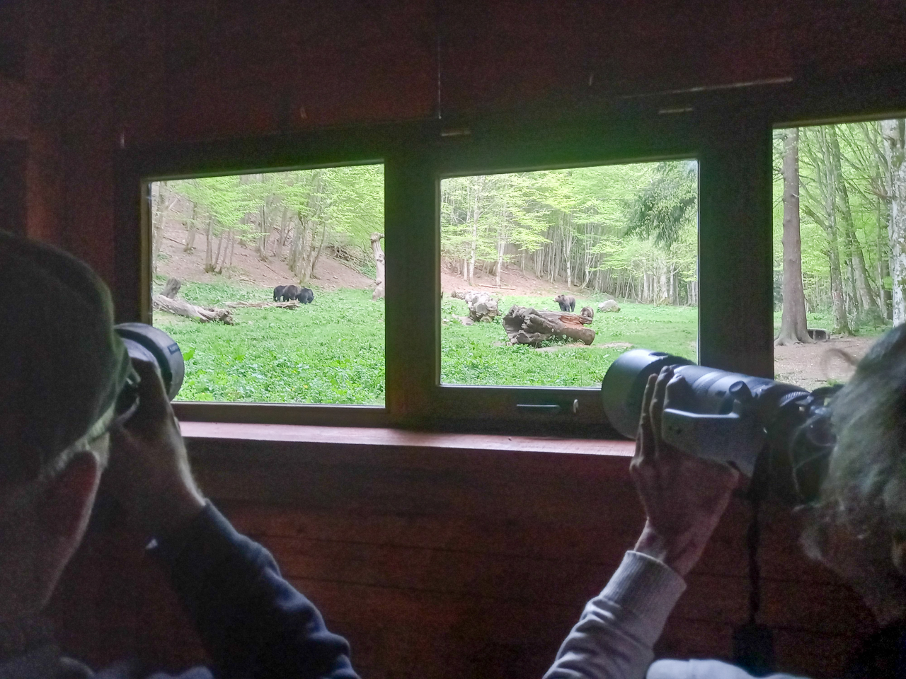 Bear hide