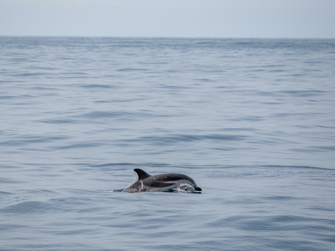 Striped Dolphin