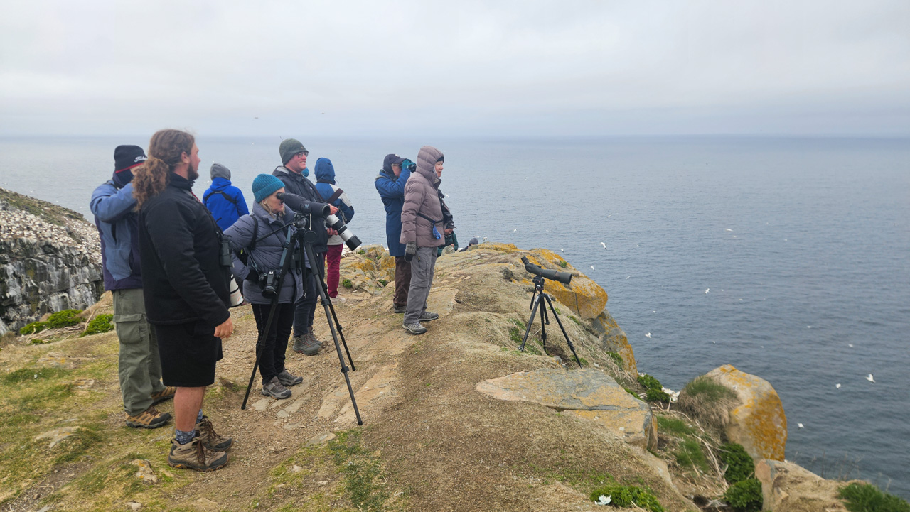 Studying Great vs Double-crested Cormorants