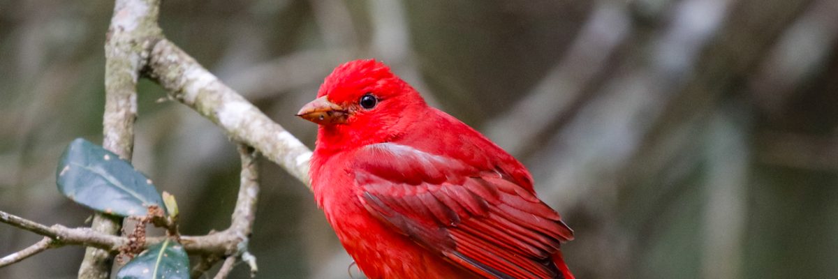 Texas Spring Migration Trip Report (Apr 16 - 24, 2026)