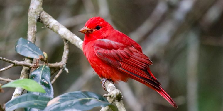Texas Spring Migration Trip Report (Apr 16 - 24, 2026)