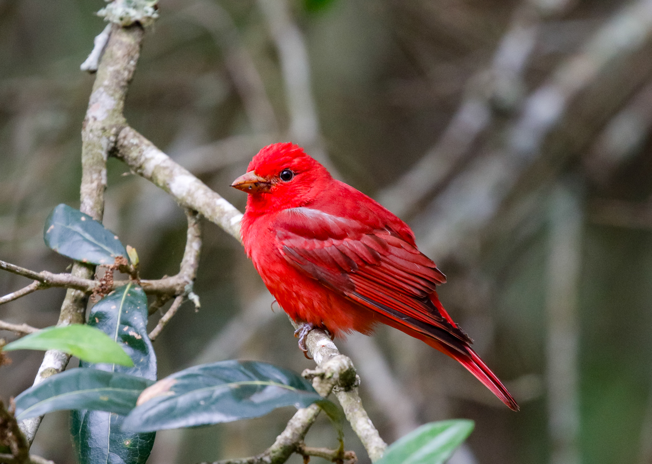 Summer Tanager