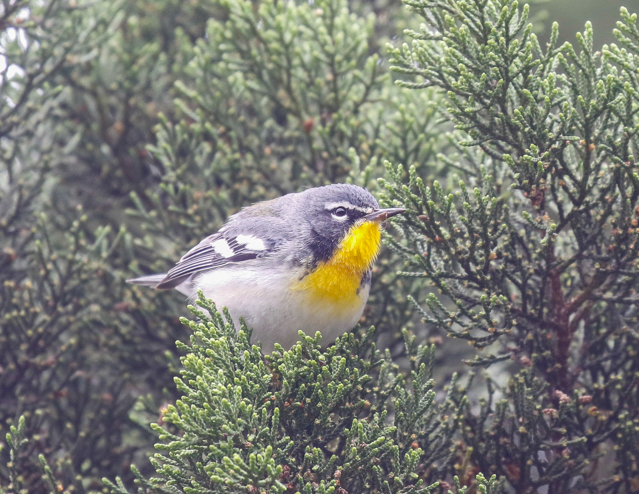 Sutton's Warbler (Northern Parula x Yellow-throated Warbler hybrid)