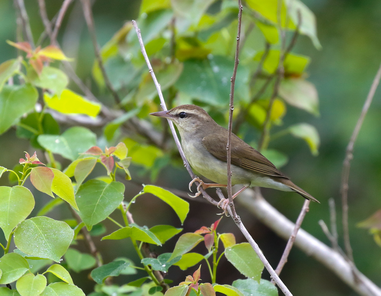 Swainson's Warbler