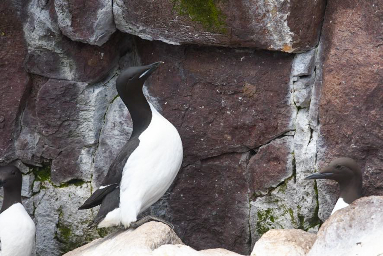 Thick-billed Murre