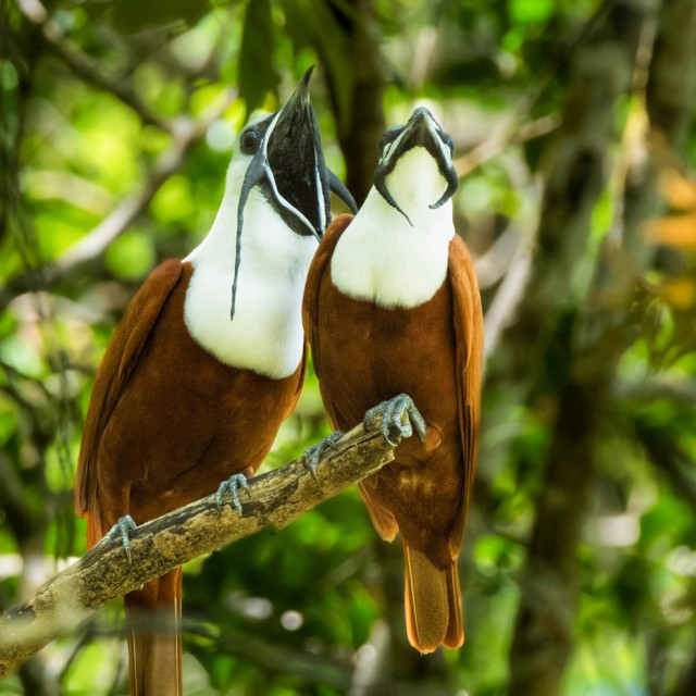 Three-wattled Bellbird