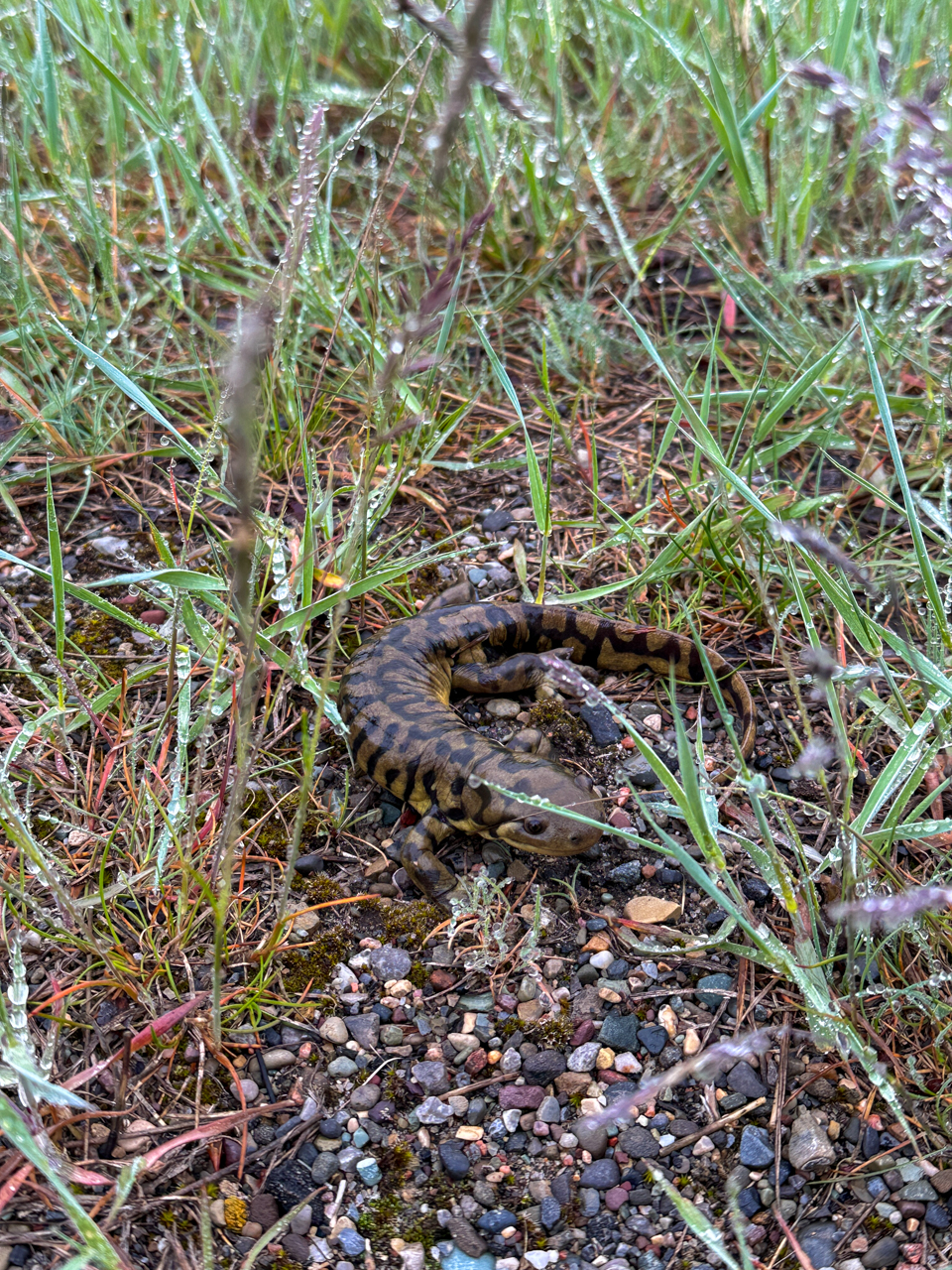 Tiger Salamander