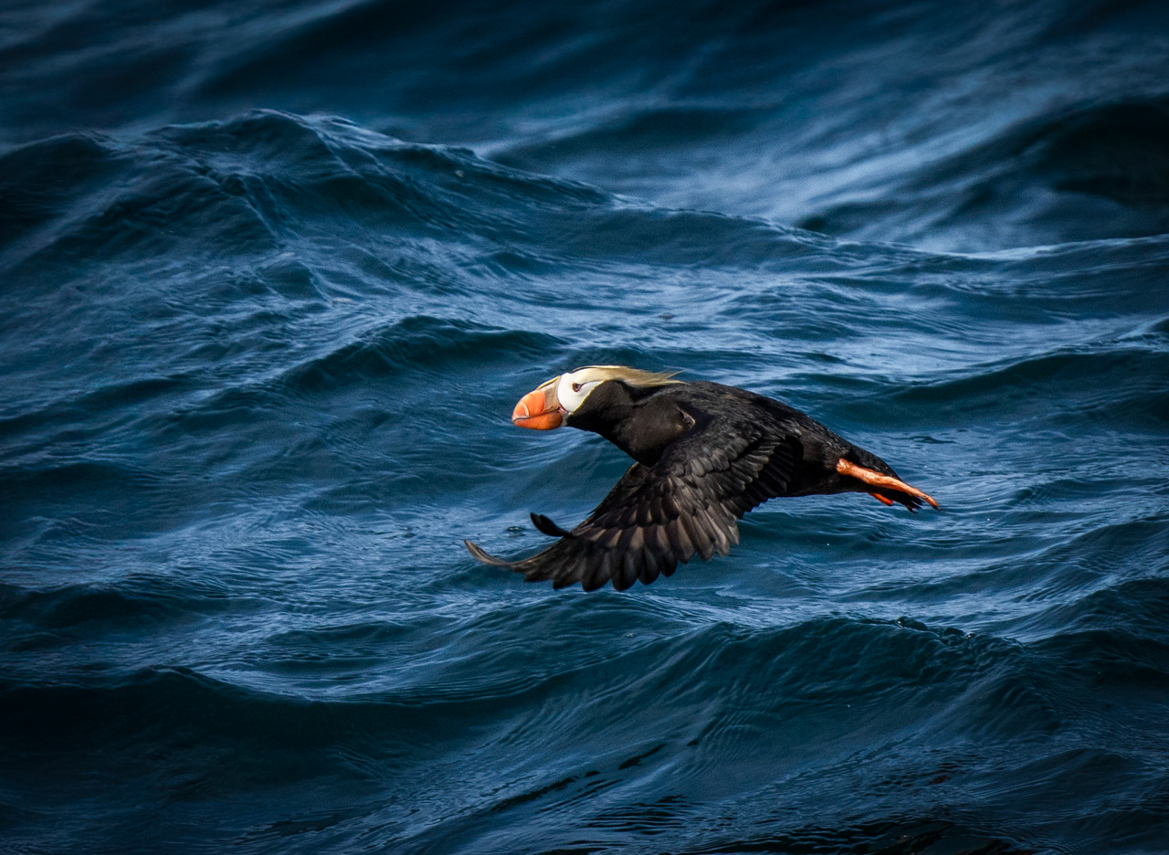 Tufted Puffin