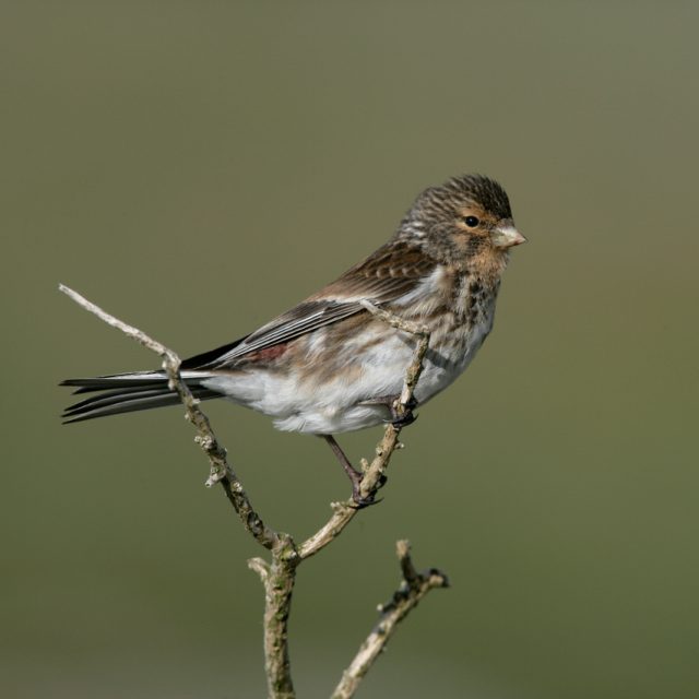 Twite, Carduelis flavirostris,