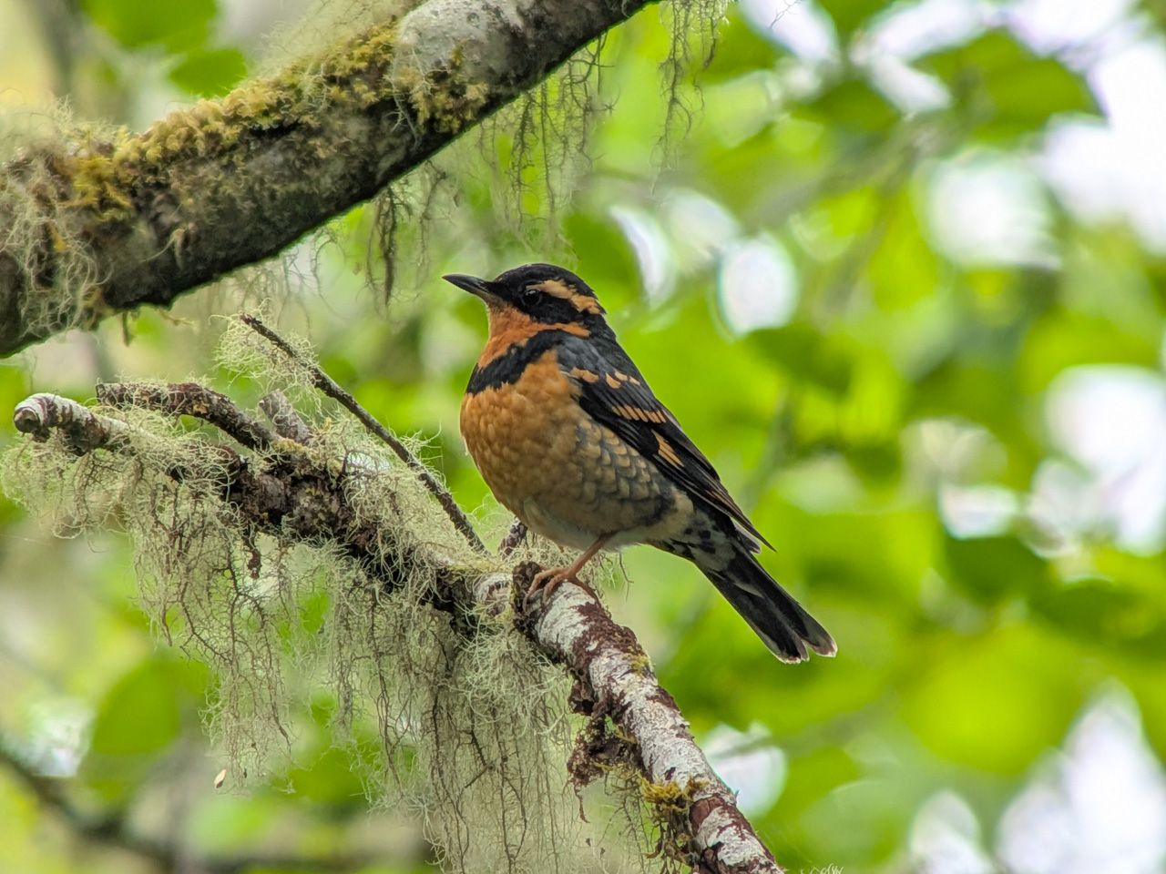 Ultimate British Columbia: Coast & Grasslands Trip Report (May 31 – June 12)