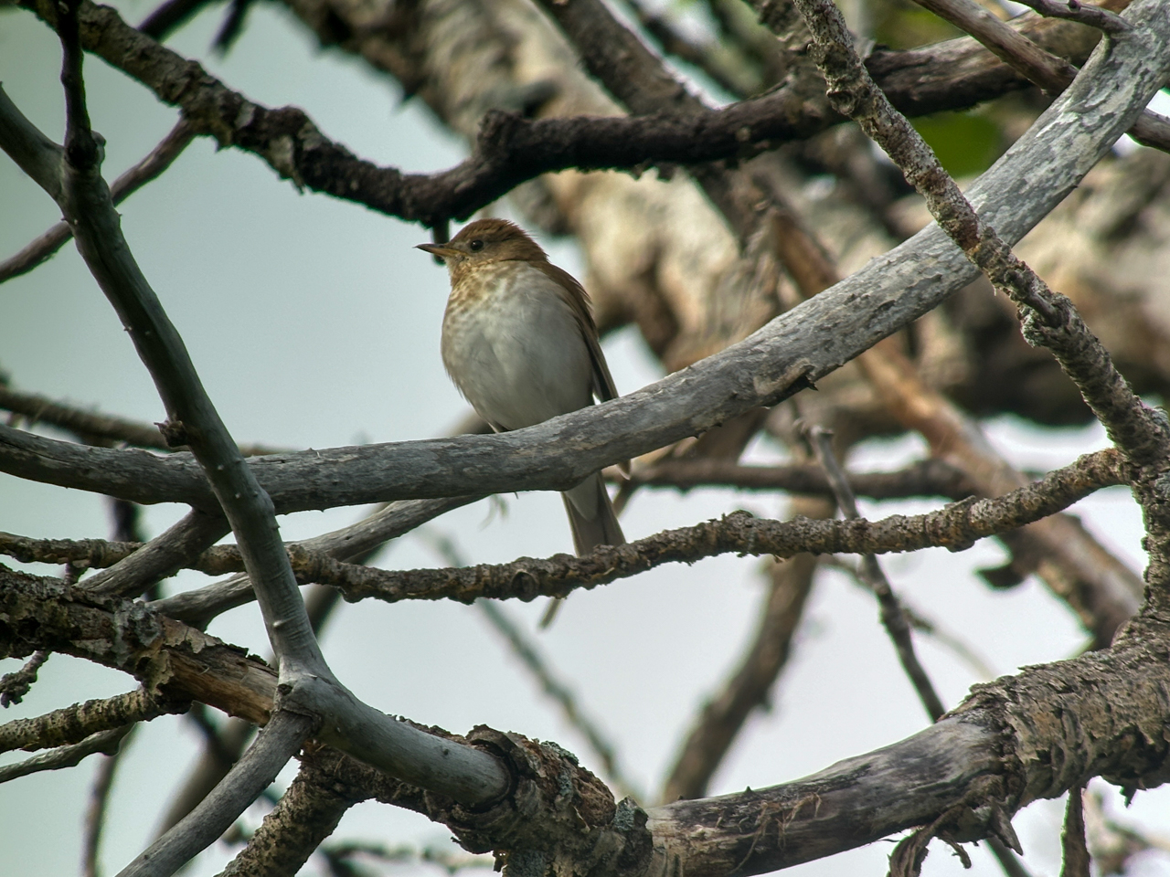 Veery