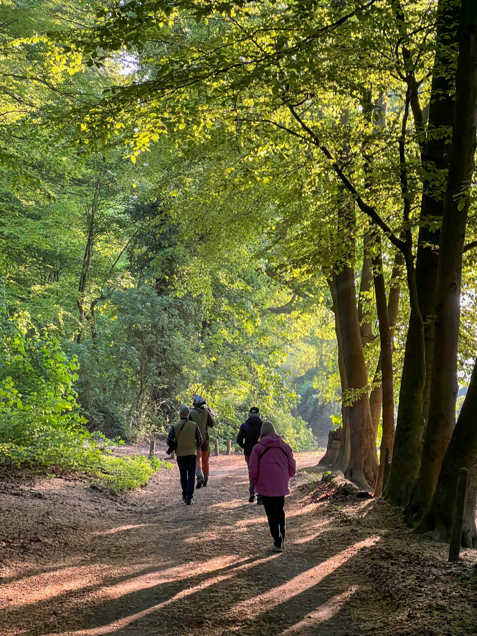 Birding Netherlands forest