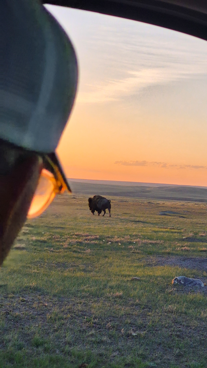 Watching Plains Bison