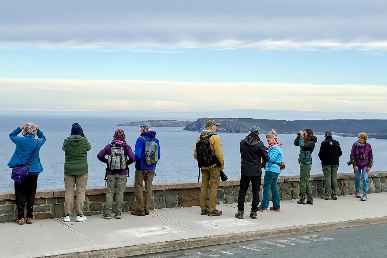 Watching Over Signal Hill