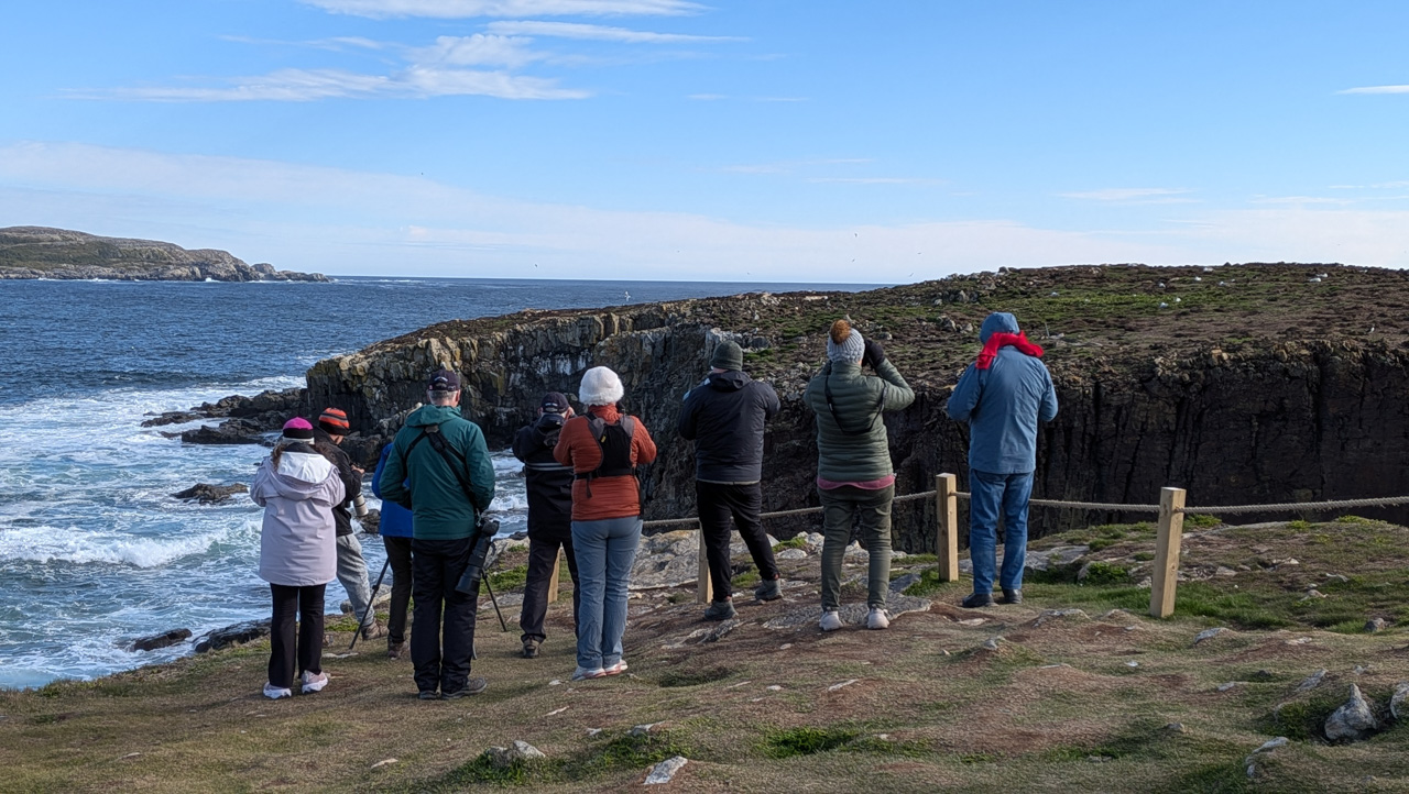 Watching the puffin colony