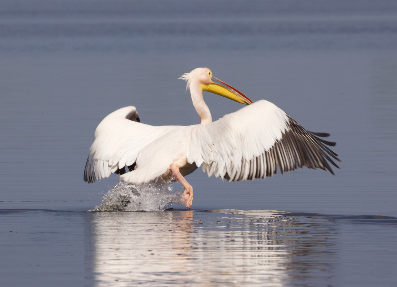 White Pelican 