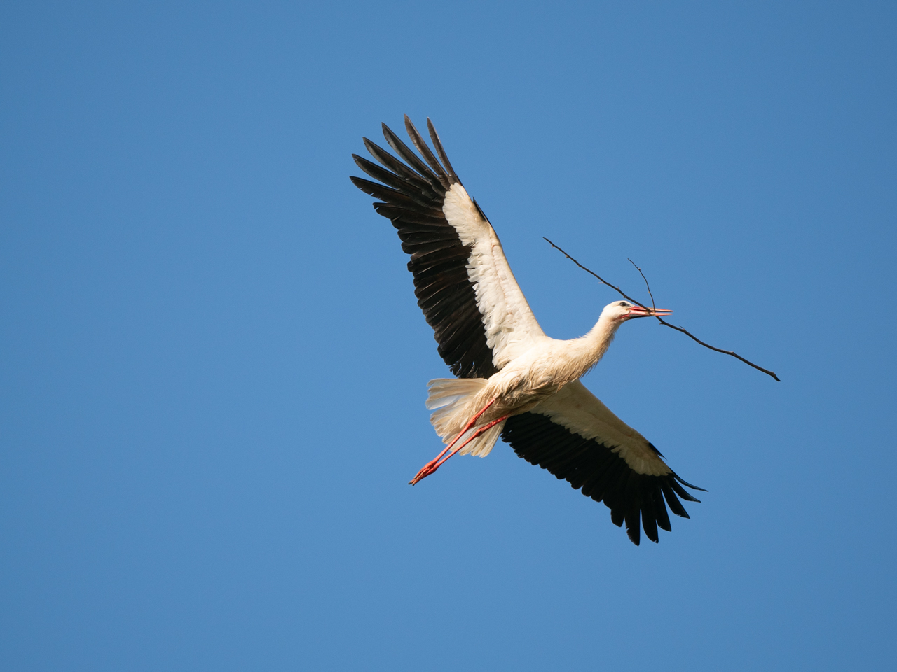 White Stork