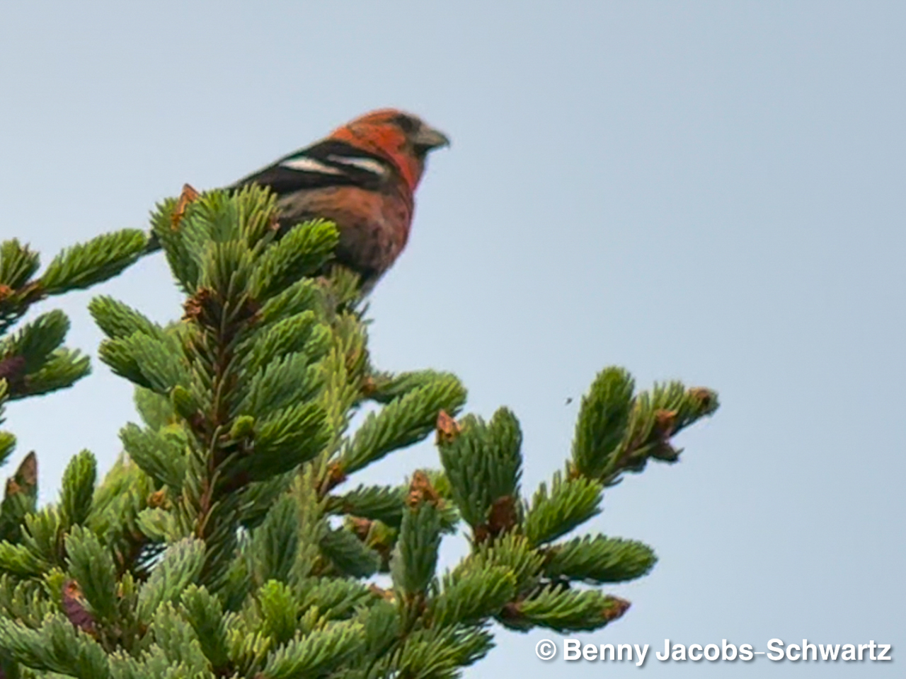 White-winged Crossbill