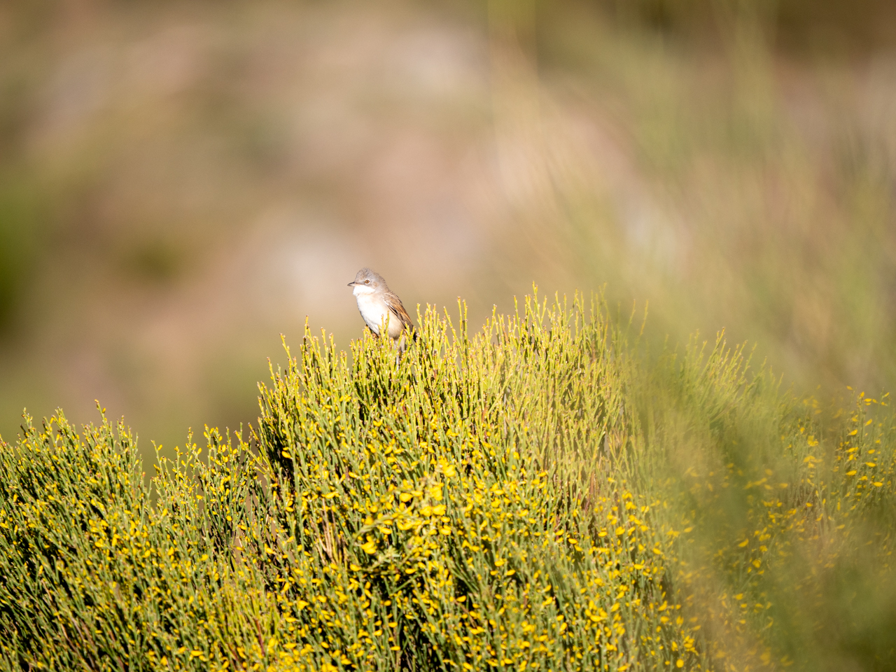 Whitethroat