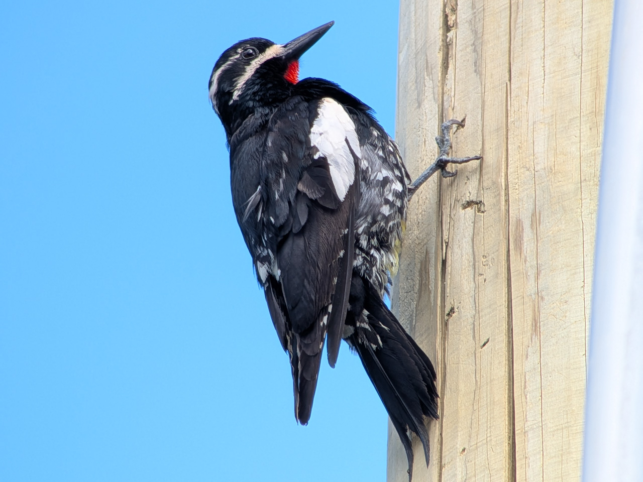 Williamson's Sapsucker 