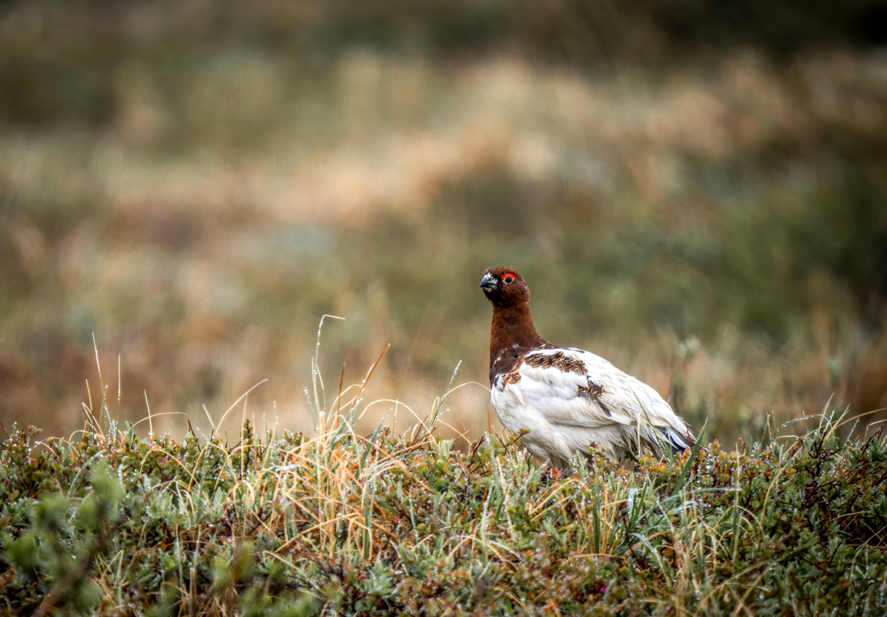 Willow Ptarmigan