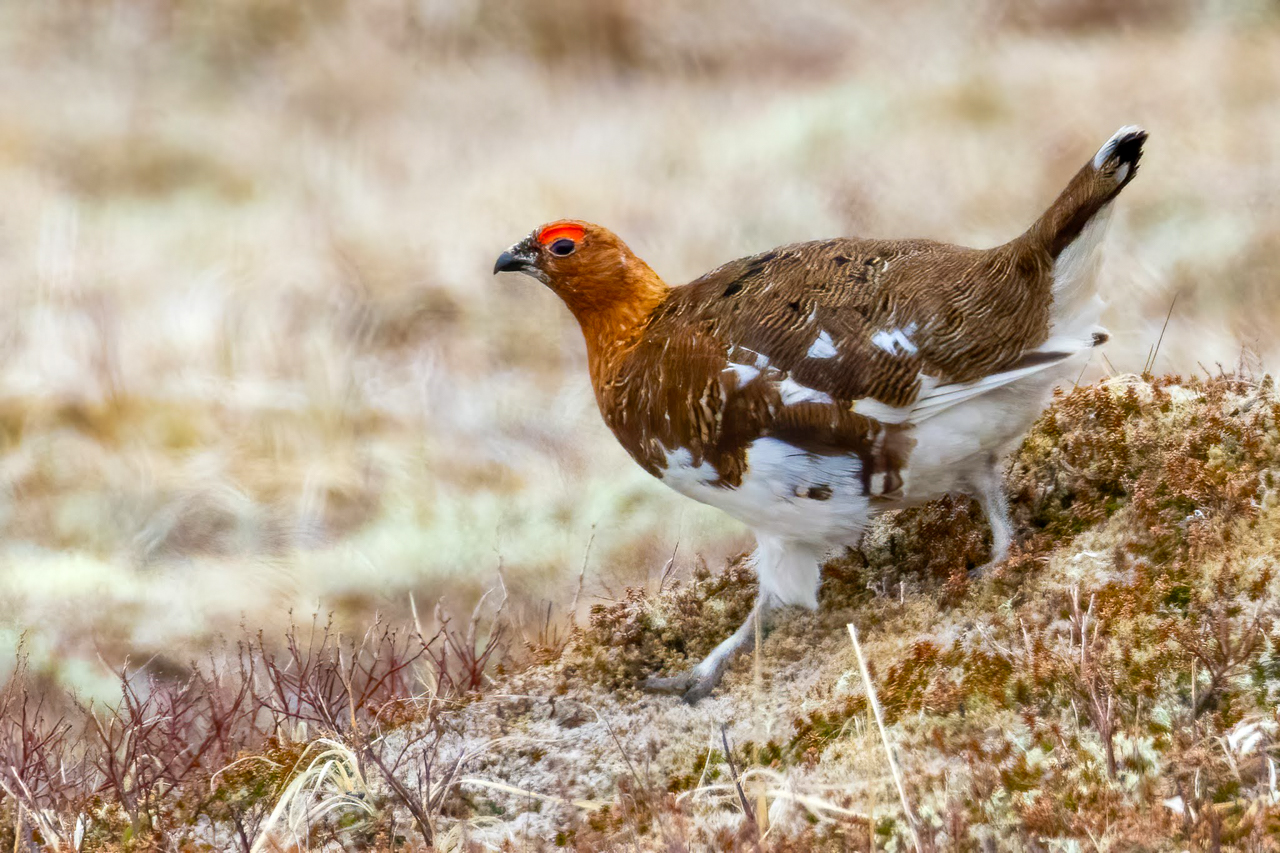 Willow Ptarmigan