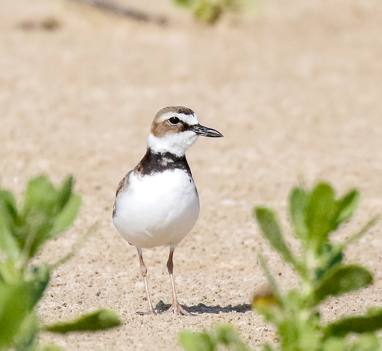 Wilson's Plover