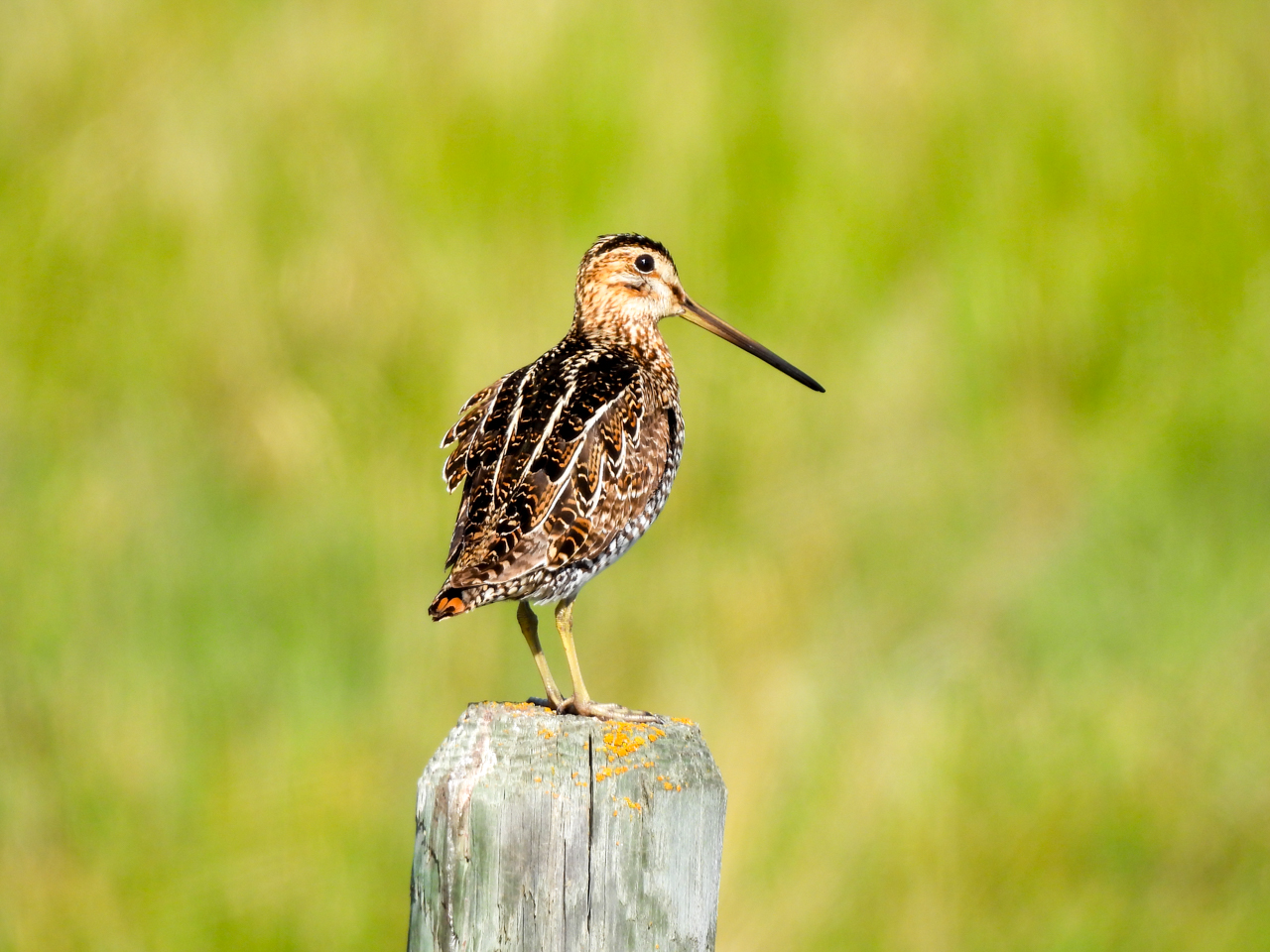Wilson's Snipe