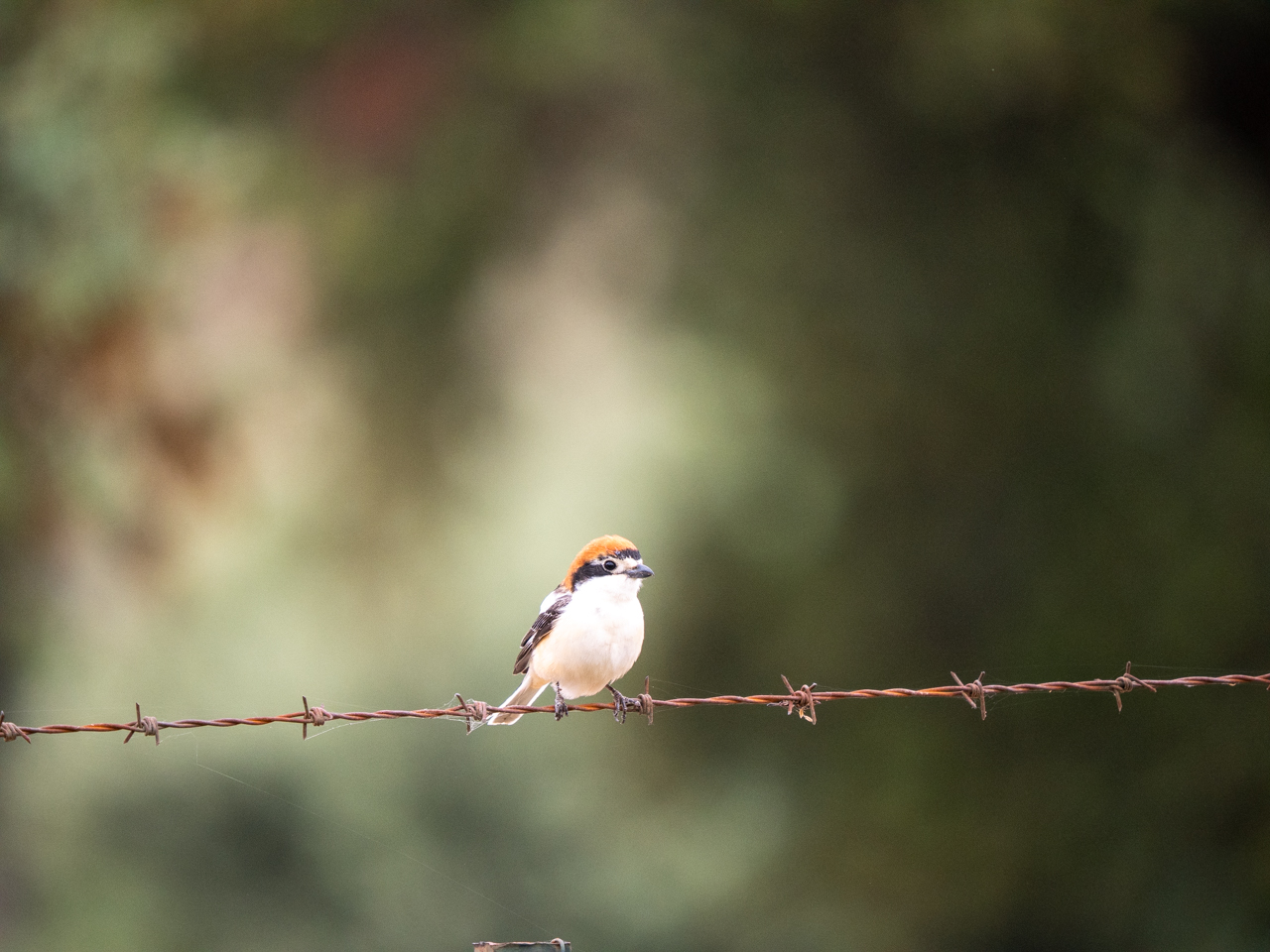 Woodchat