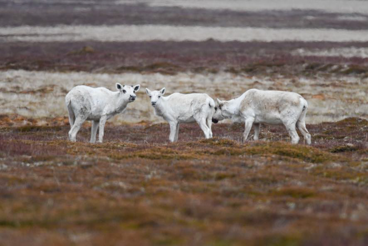Woodland Caribou