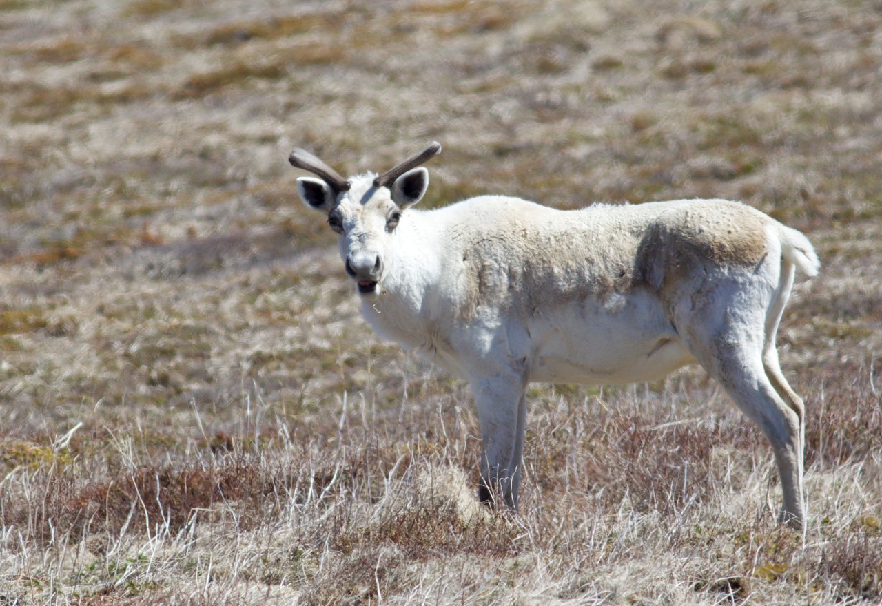 Woodland Caribou