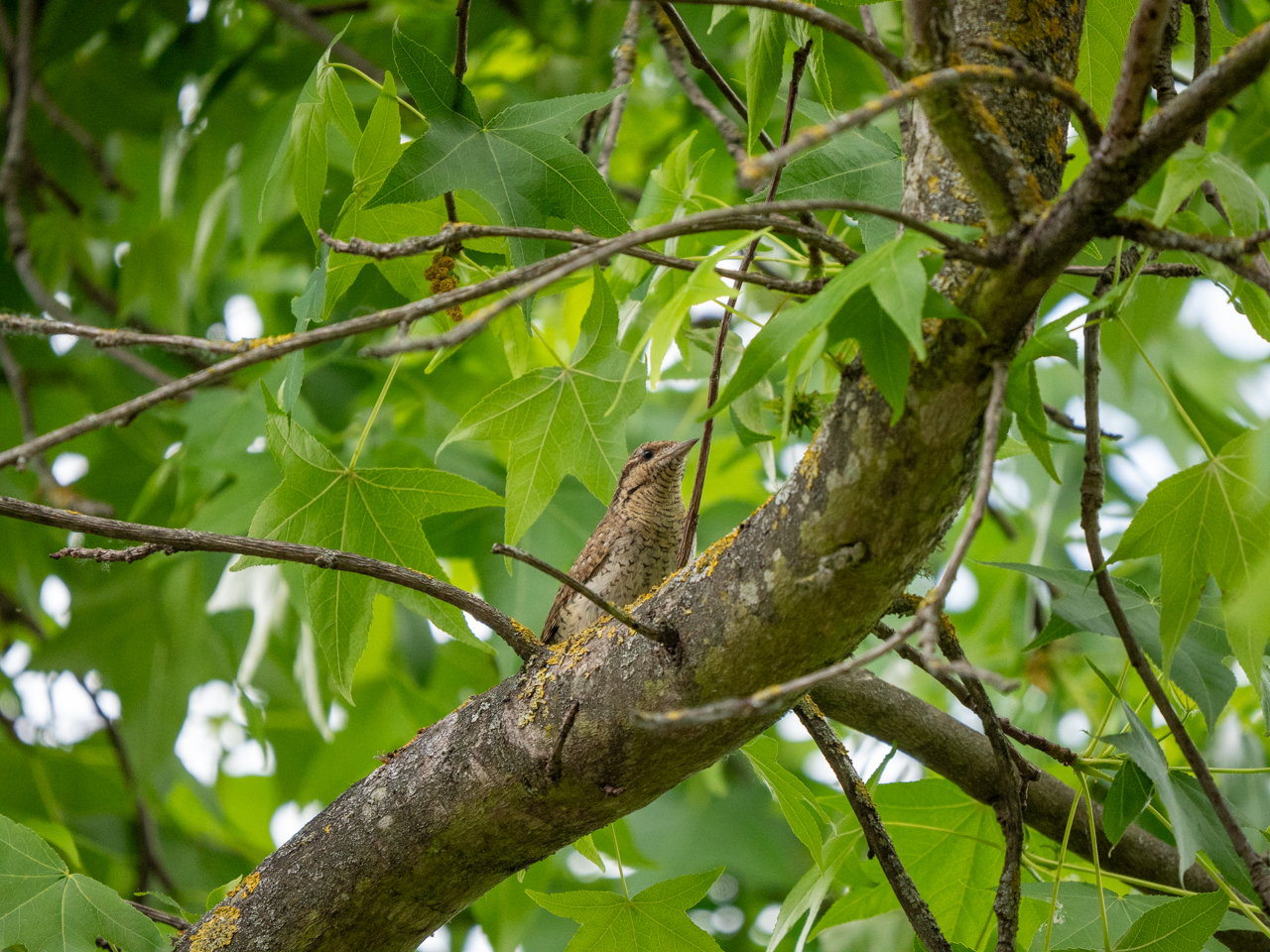 Wryneck