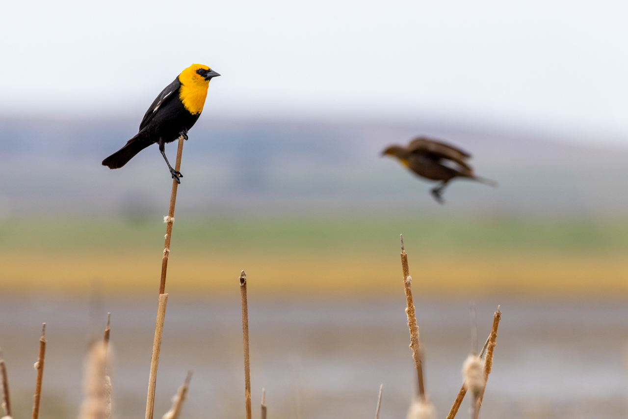 Yellow-headed Blackbird
