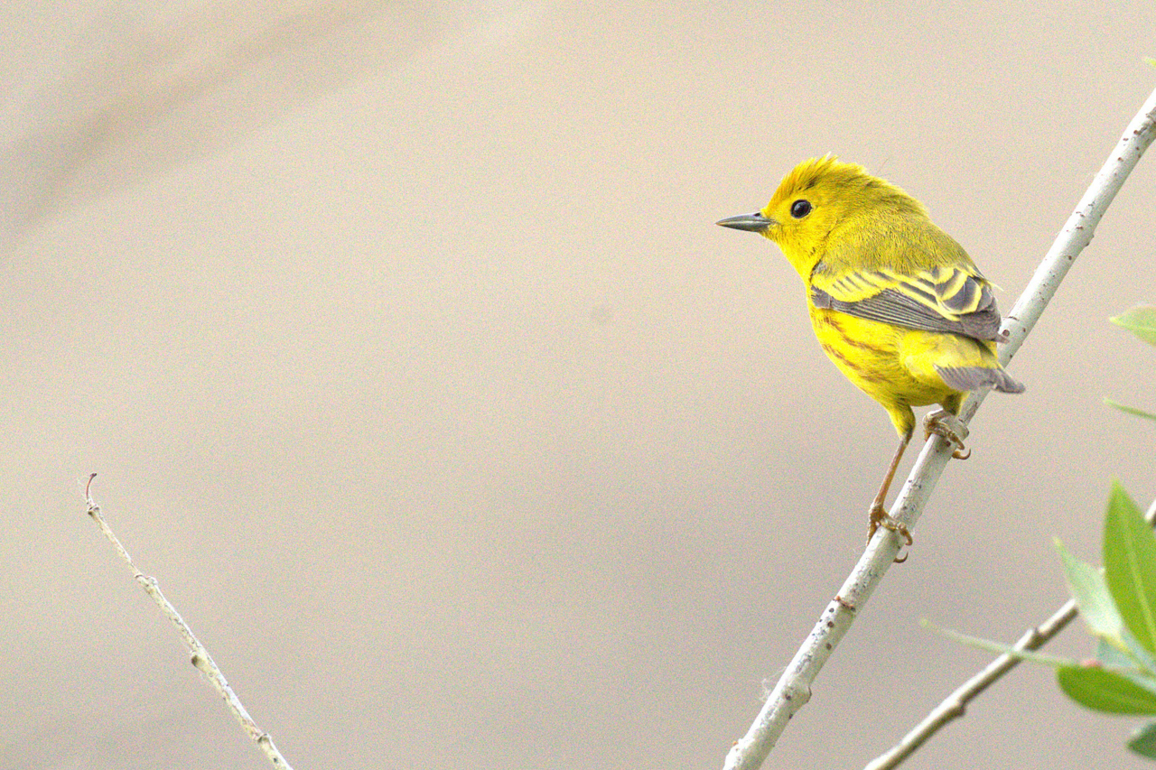 Yellow Warbler