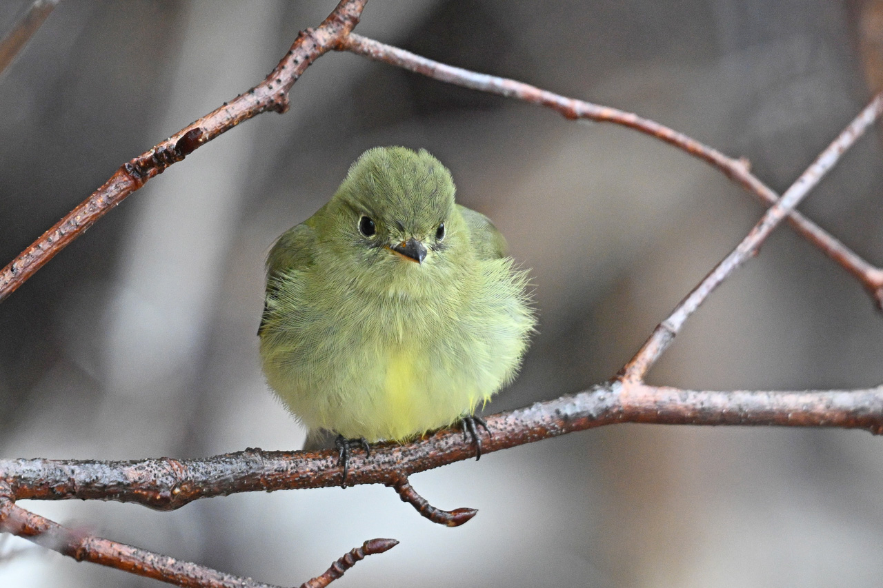 Yellow-bellied Flycatcher