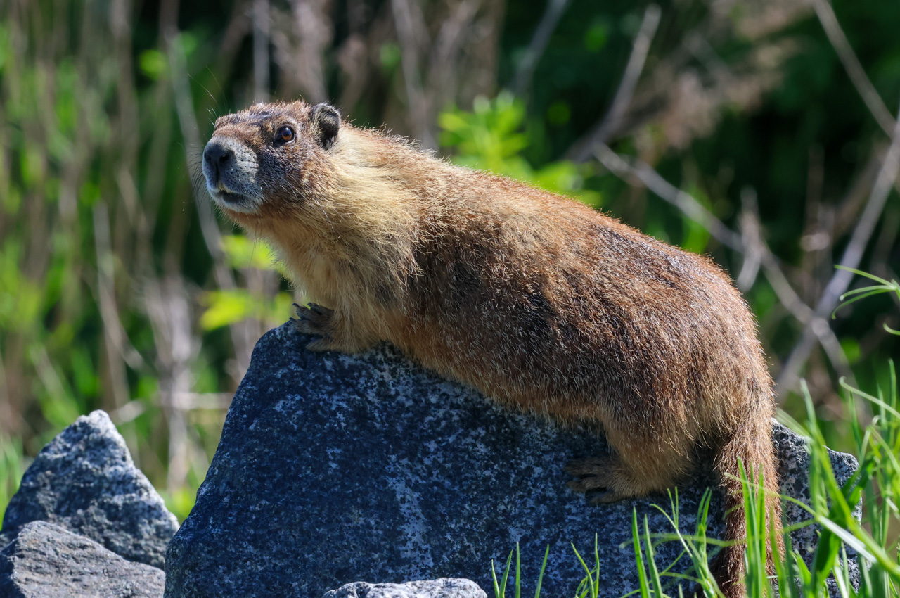Ultimate British Columbia: Coast & Grasslands Trip Report (May 31 – June 12)