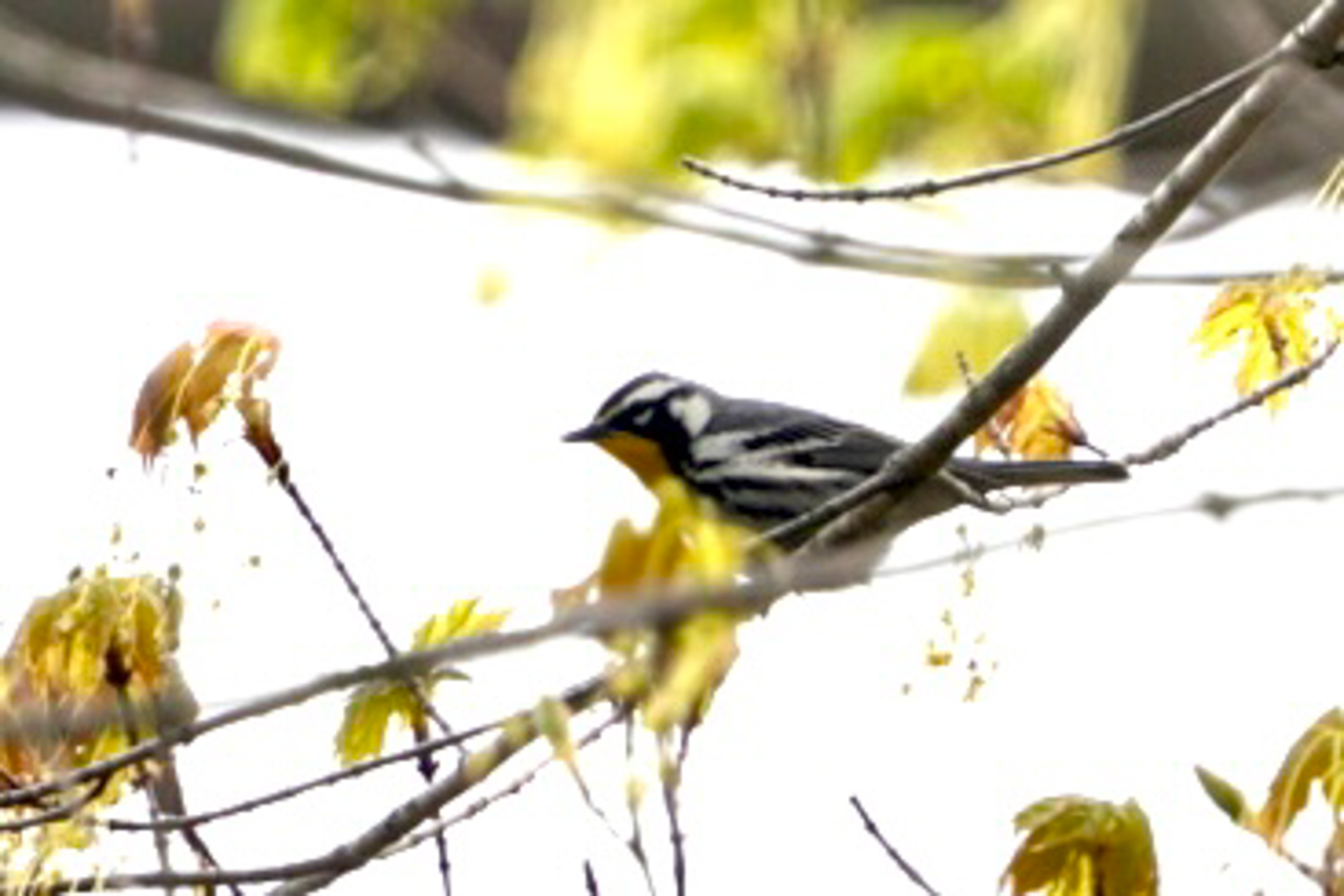 Yellow-throated Warbler