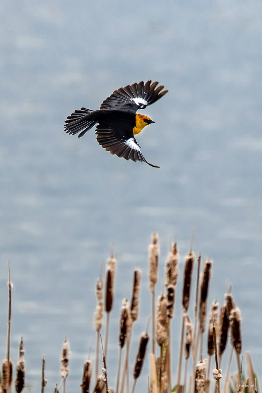 Yellow-headed Blackbird