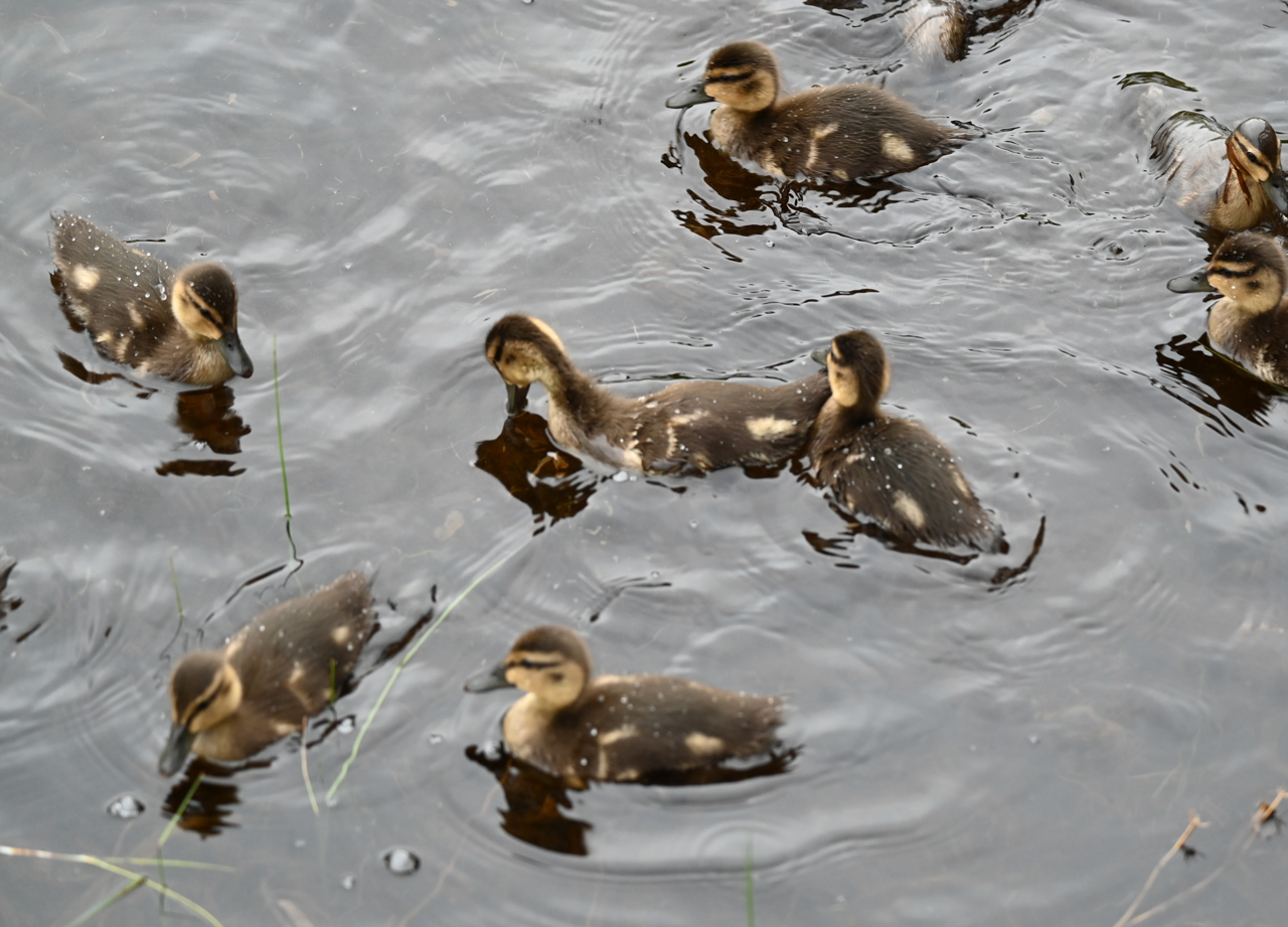Young American Black Ducks