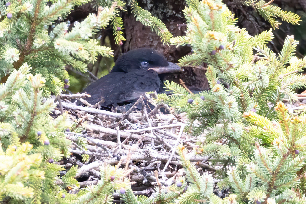 Young Crow in Nest