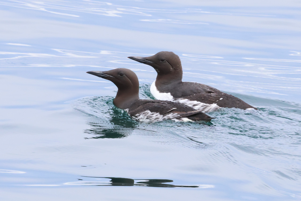 Ultimate British Columbia: Coast & Grasslands Trip Report (May 31 – June 12)