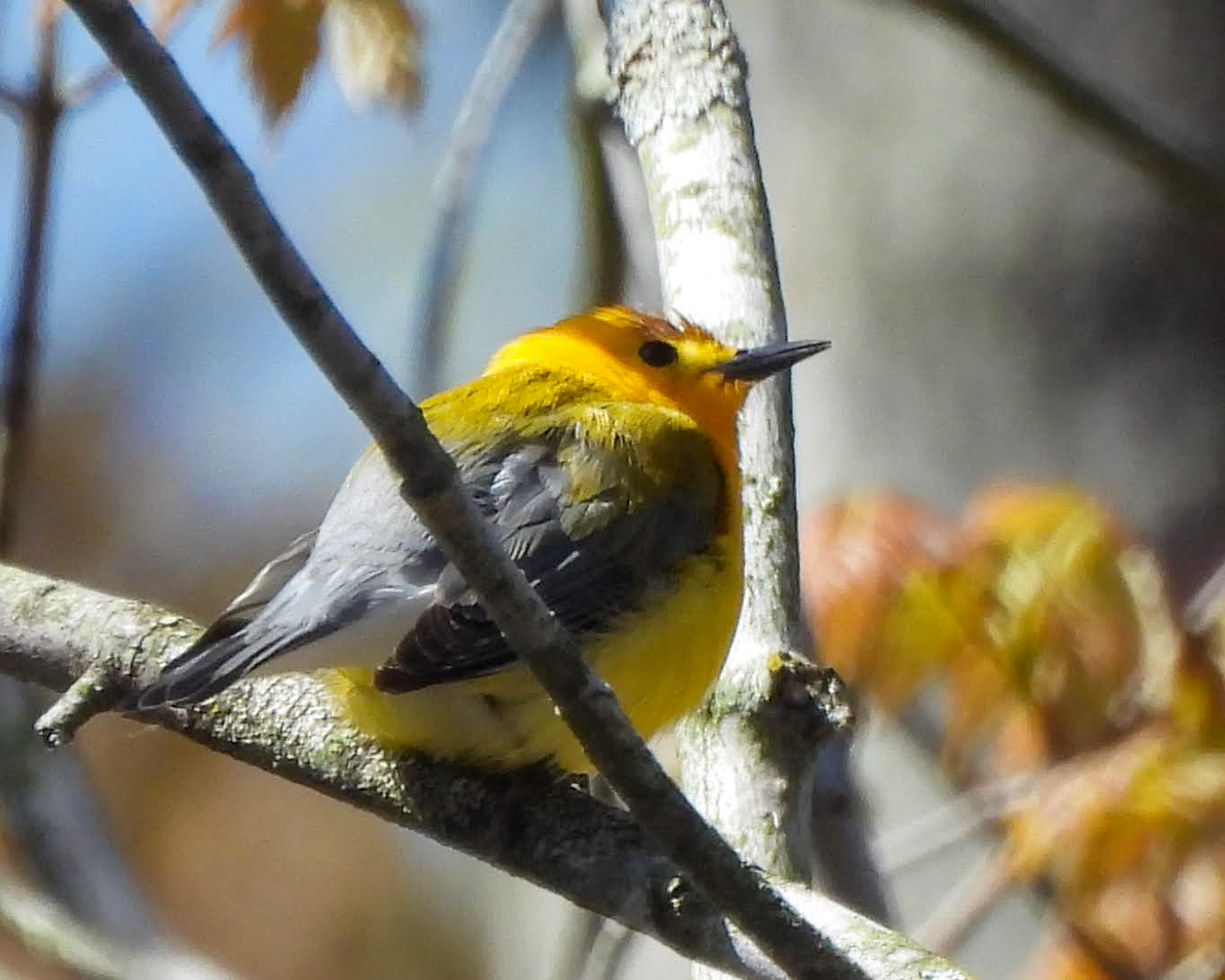 Prothonotary Warbler