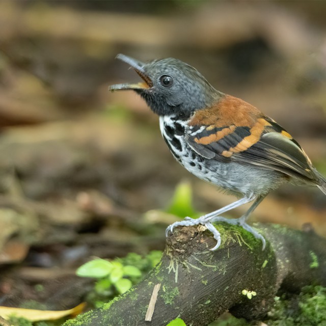 Spotted Antbird